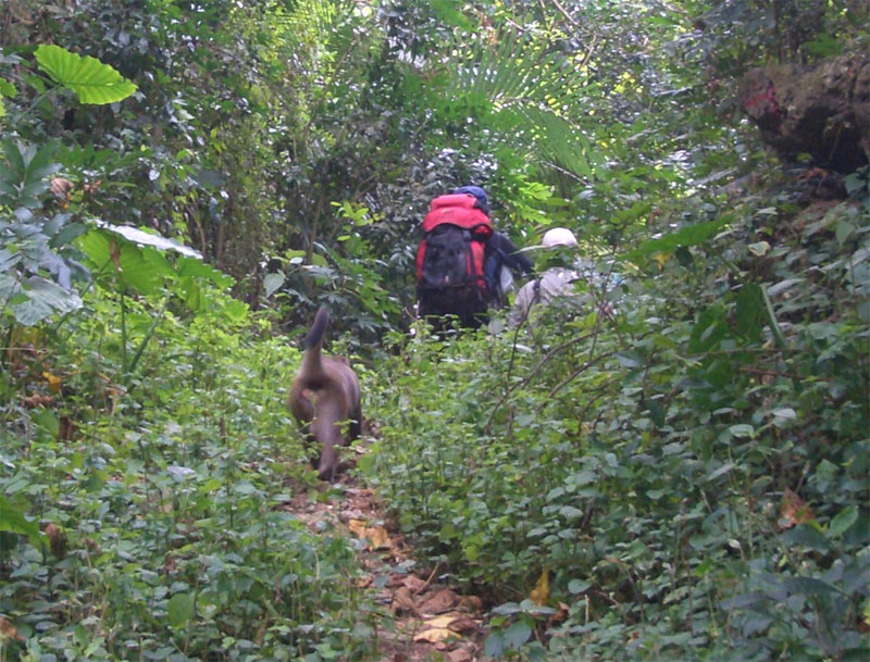 猴子跟在人後面走