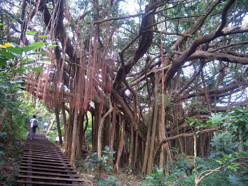 大榕樹