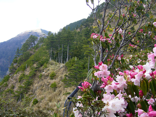 玉山杜鵑與背景中的無明主峰