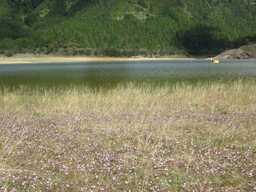湖邊開滿了淡紫色的花